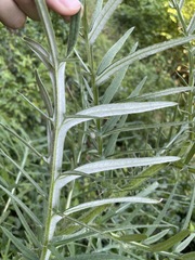 Cirsium ciliatum