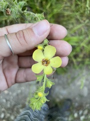 Verbascum spectabile