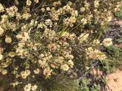 Melaleuca uncinata
