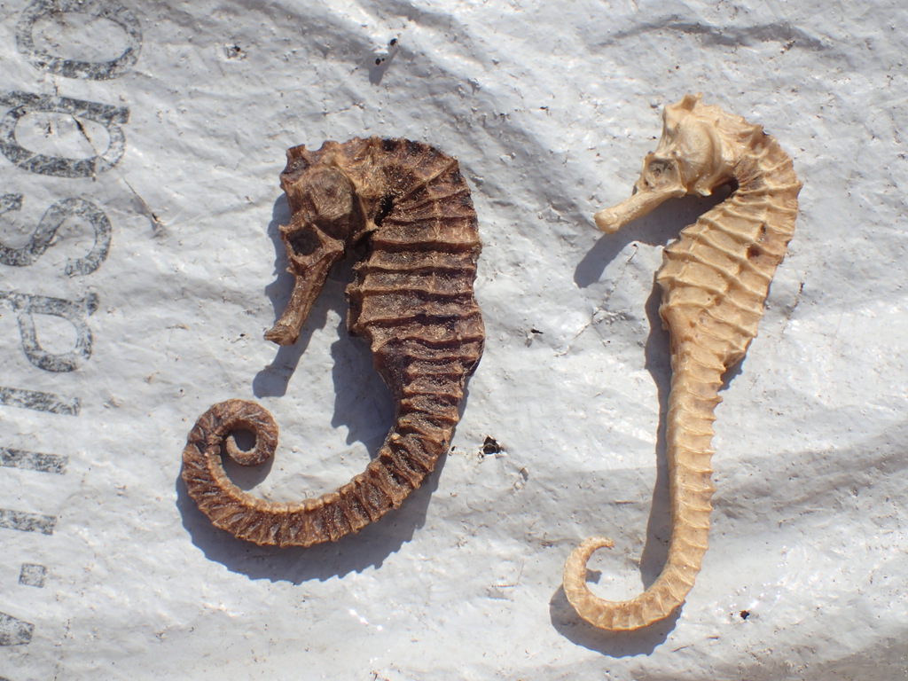 West African Seahorse