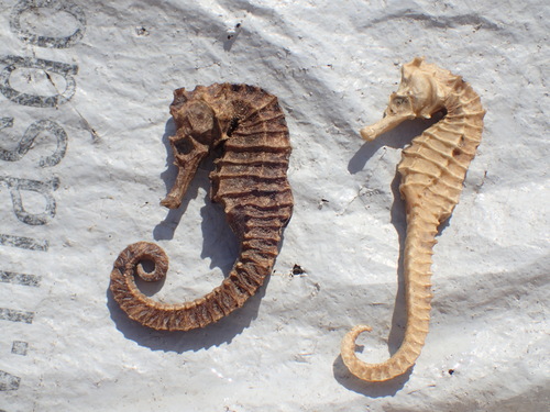 West African Seahorse