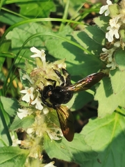 Xylocopa tranquebarorum