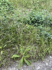 Verbascum spectabile