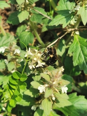 Xylocopa tranquebarorum
