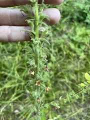 Verbascum spectabile