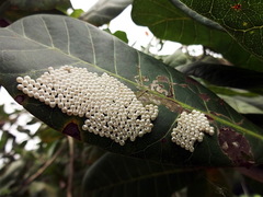 Pterygota
