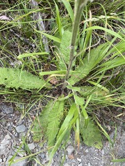 Verbascum spectabile