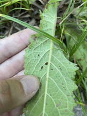 Verbascum spectabile