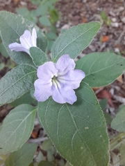 Ruellia malacophylla