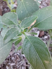 Ruellia malacophylla