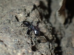 Camponotus vividus