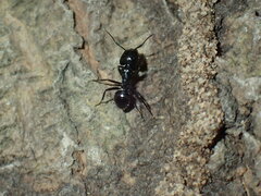 Camponotus vividus