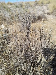 Pseudodictamnus hirsutus