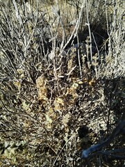 Pseudodictamnus hirsutus