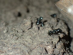 Camponotus vividus