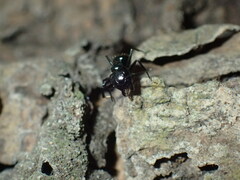Camponotus vividus