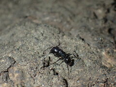 Camponotus vividus