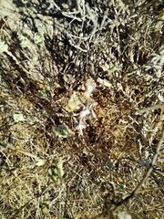 Pseudodictamnus hirsutus