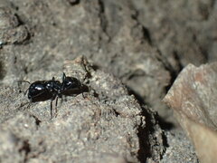 Camponotus vividus