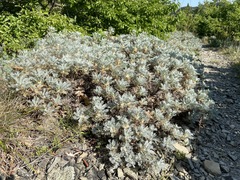 Astragalus arnacantha