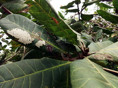 Pterygota
