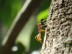 Oecophylla longinoda