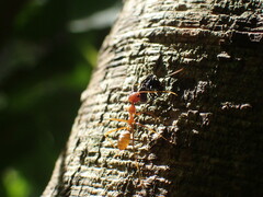 Oecophylla longinoda