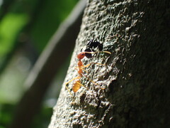 Oecophylla longinoda