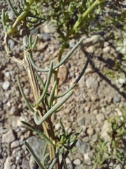 Salsola webbii
