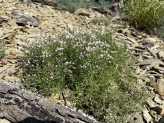 Asperula cretacea