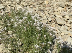 Asperula cretacea
