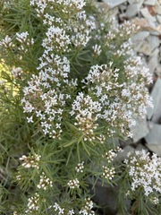 Asperula cretacea