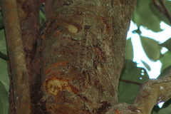 Draco