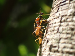 Oecophylla longinoda