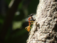 Oecophylla longinoda