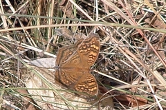 Junonia chorimene