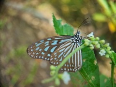 Ideopsis vulgaris
