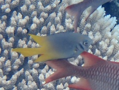 Neoglyphidodon nigroris