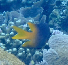 Neoglyphidodon nigroris