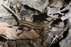 Eutropis