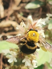 Xylocopa appendiculata