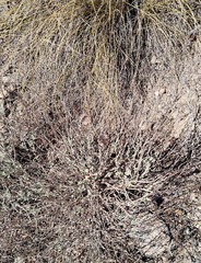 Anthyllis cytisoides