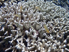 Porites