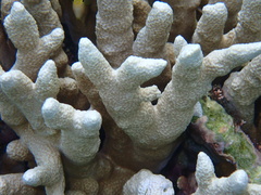 Porites