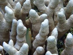 Porites