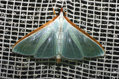 Diaphania glauculalis
