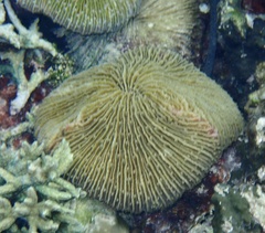 Fungia fungites