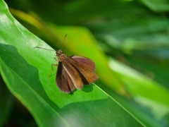 Ancistroides nigrita