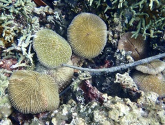 Fungia fungites