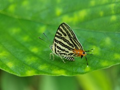 Cigaritis syama